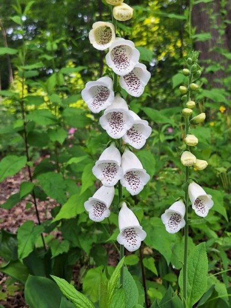 foxglove - white.jpg