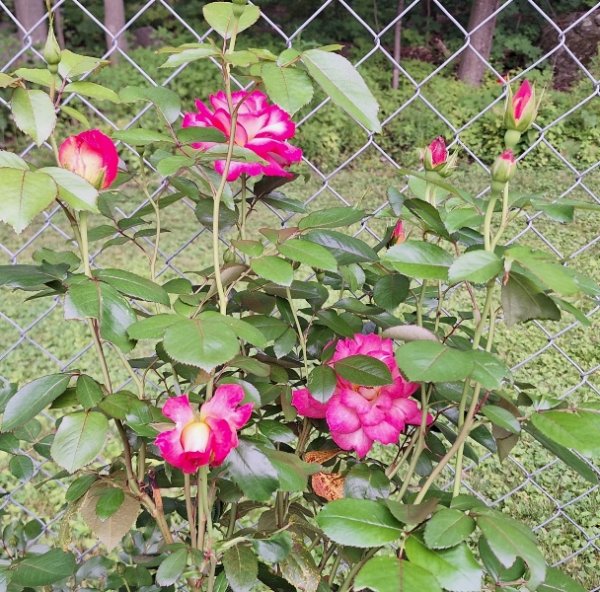 Rose - Rainbow Sorbet - all blooms.jpg