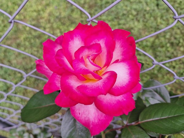 Rose - Rainbow Sorbet.jpg