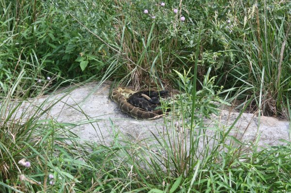 Trip to Jay s 051.jpg