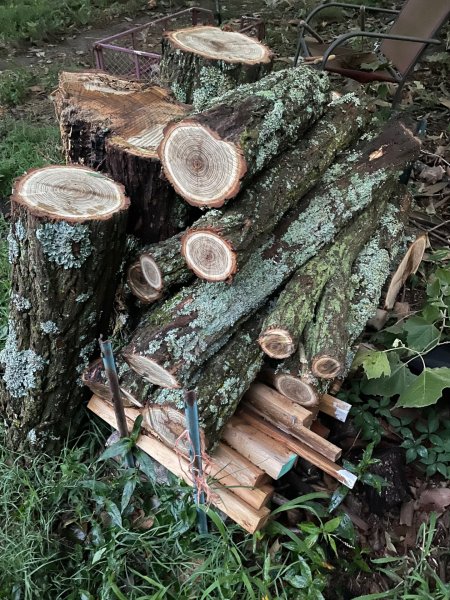 BL wood scrounge 7-02-23.jpg