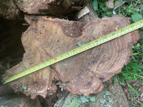 BL limb chopped 7-03-23 22 in.jpg