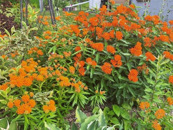 Butterfly weed.jpg