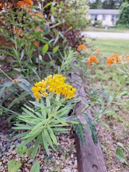 Butterfly weed - yellow sport.jpg