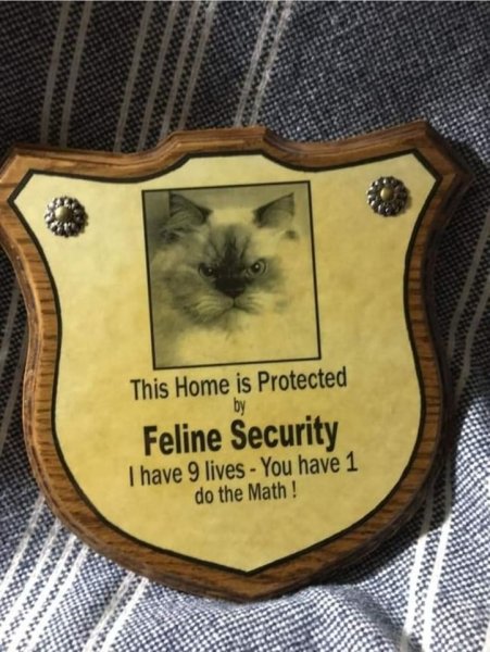 Feline security.jpg