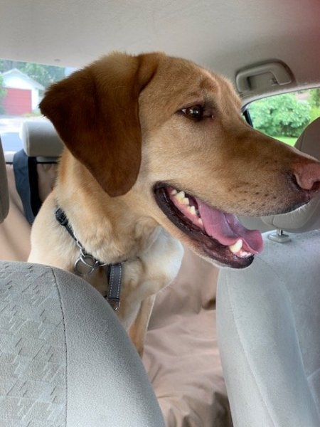 Augie Doggy Coming Home.jpg