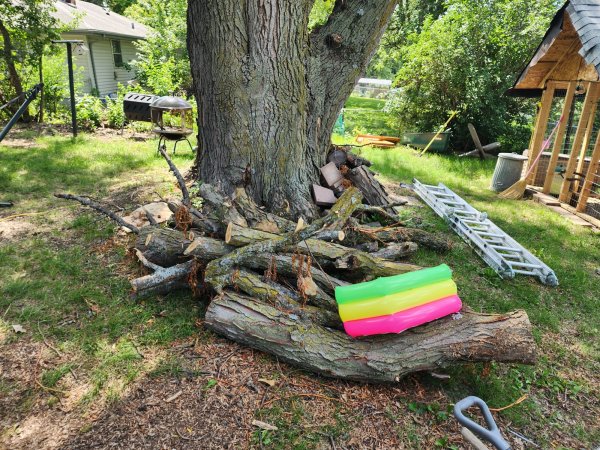 Locust remaining 2.jpg