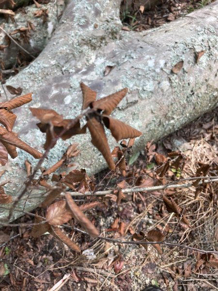 leaves trunk.jpg