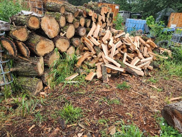 6 Aug maple pile 1.jpg
