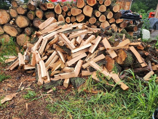 6 Aug maple pile 2.jpg