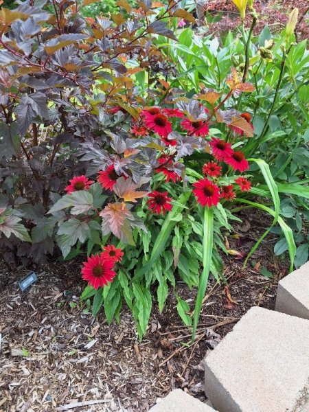 red echinacea.jpg