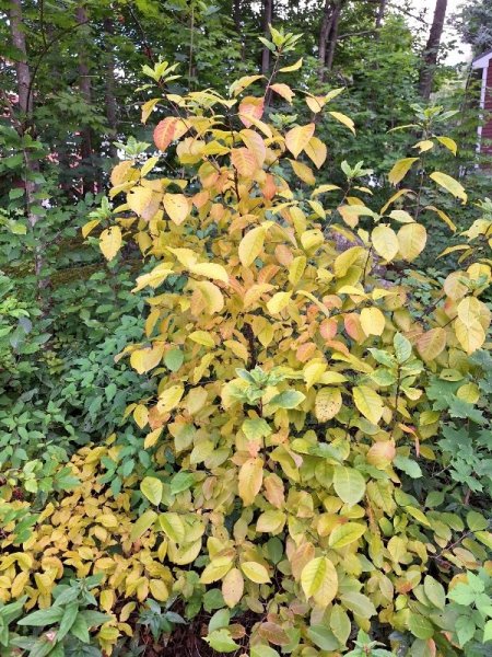 some shrub turning yellow.jpg