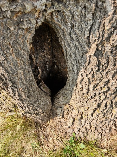 Big oak hole.jpg