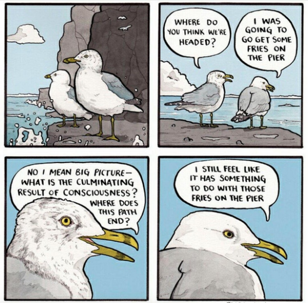 meme gulls.png