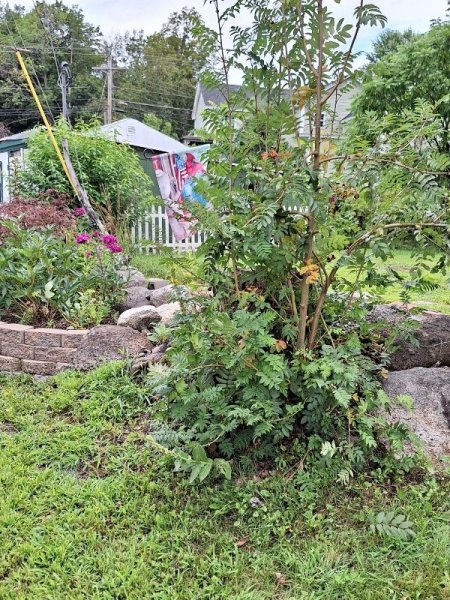 Sumac growth (was cut down in winter by eversource).jpg