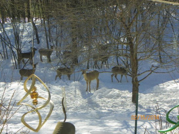 Deer 2-18-2014a.JPG