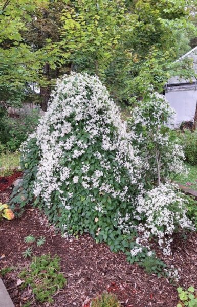 sweet autumn clematis 1.jpg