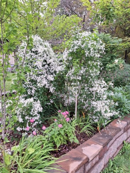 sweet autumn clematis  from south side.jpg