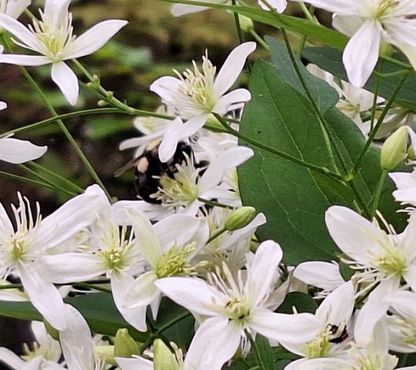 sweet autumn clematis -bee.jpg