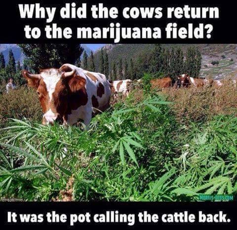 Pot calling.jpg