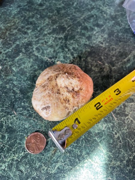 false truffle.jpg