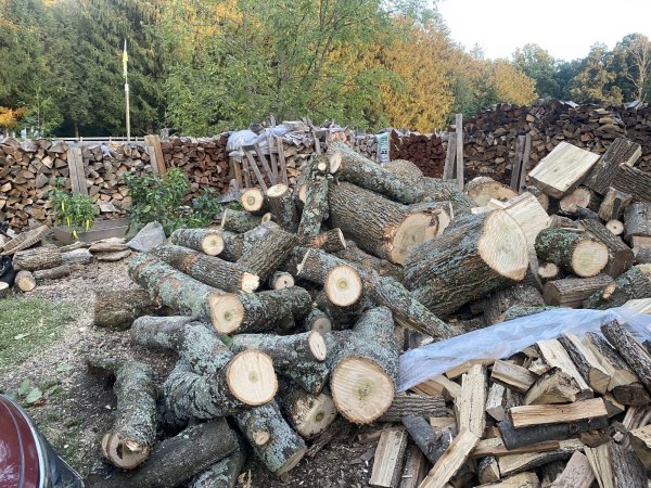 Poplar wood Logs