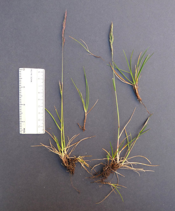 Festuca rubra.jpg