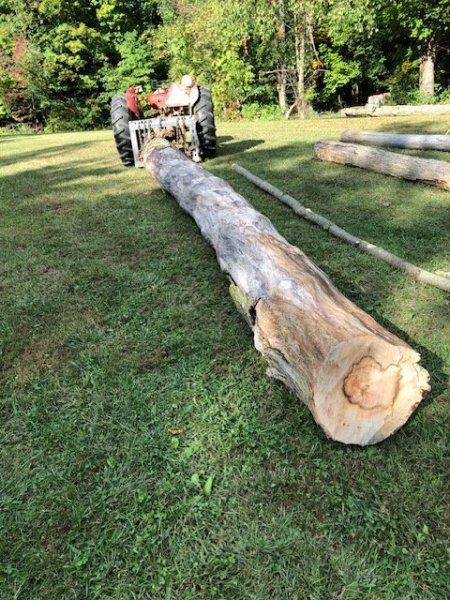 Skidder big Maple.jpg