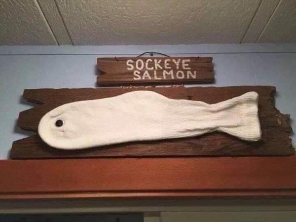 Sockeye salmon.jpg