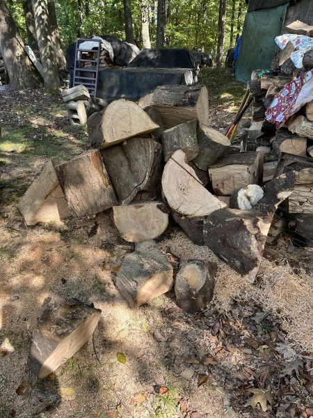 IMG_1136honey locust 10-10-23.JPG