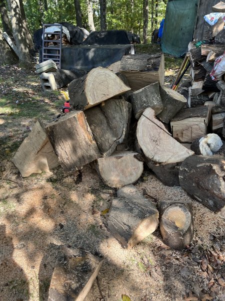 IMG_1137 honey locust 10-10-23.JPG