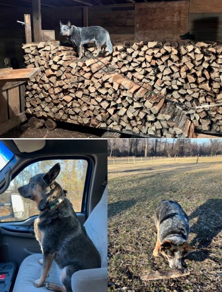 Dogs.JPG