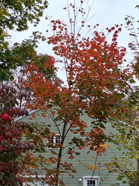 Maple - wild on other side of ditch.jpg