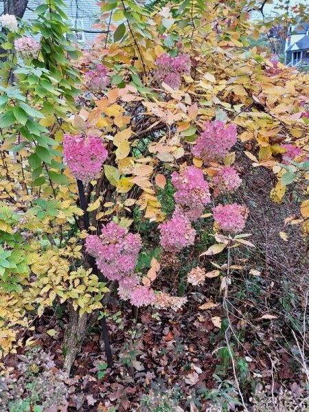 Tree Hydrangea.jpg