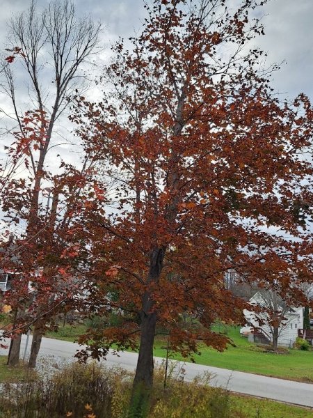 Maple - Crimson King foliage.jpg