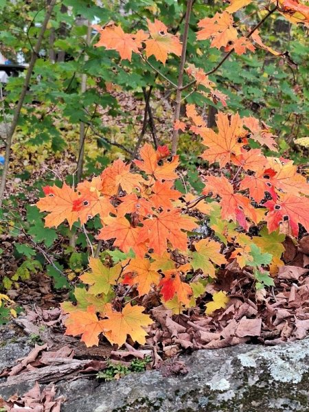 Maple with orange leaves in back.jpg