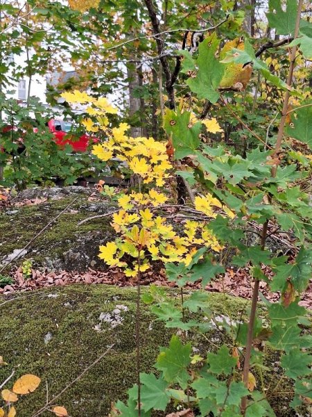 Maple with yellow leaves in back.jpg