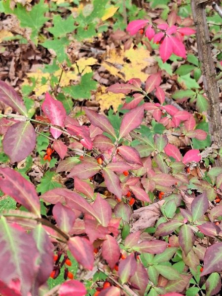 Burning bush leaves-berries.jpg