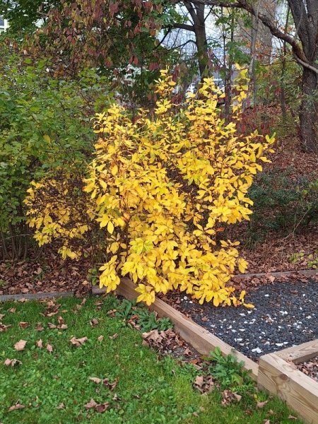 Summer Sweet (Clethra) fall foliage.jpg