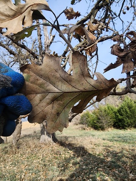 5 Nov oak leaf 2.jpg