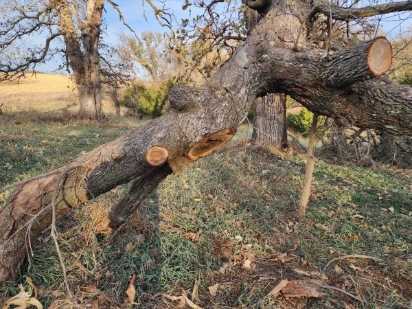 5 Nov oak after close .jpg