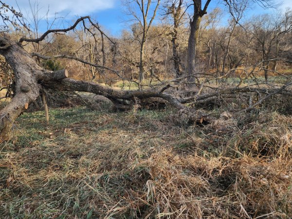 5 Nov oak after 1.jpg