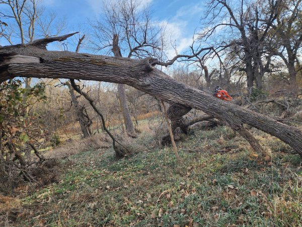 5 Nov oak 550 after 1.jpg