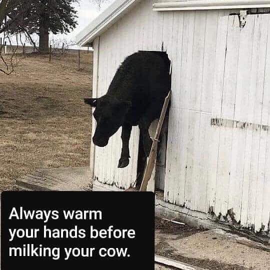 Warm hands before milking.jpg