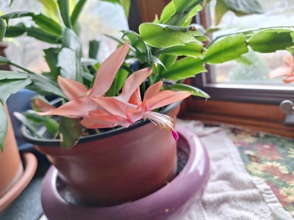 thanksgiving cactus salmon flower.jpg