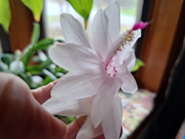 thanksgiving cactus pink flower.jpg