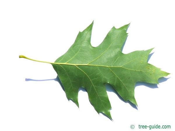 northern-red-oak-leaf-underside.jpg