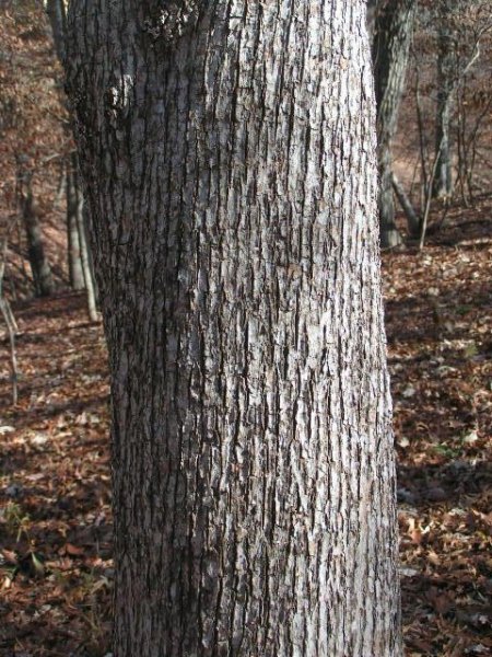 hophornbeam bark oct 2012.jpg