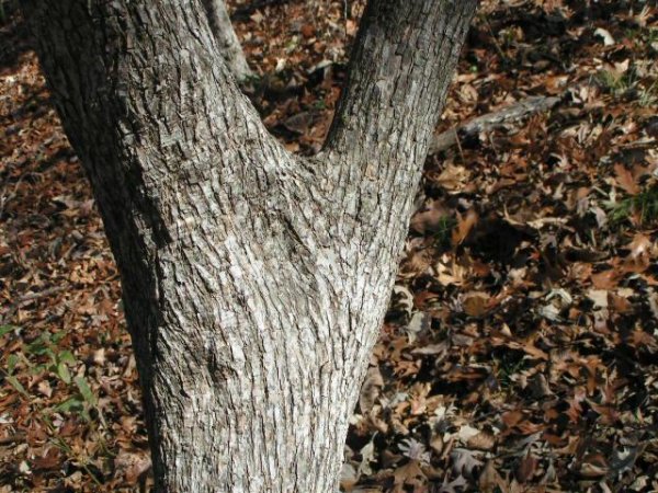 hophornbeam crotch oct 2012.jpg