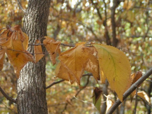 hophornbeam leaf oct 2012.jpg